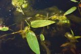 Persicaria amphibia. Лист (вид на абаксиальную поверхность). Ярославская обл., Мышкинский р-н, окр. дер. Борок, правый берег р. Юхоть в 1,3 км от устья, в воде. 14 июля 2025 г.