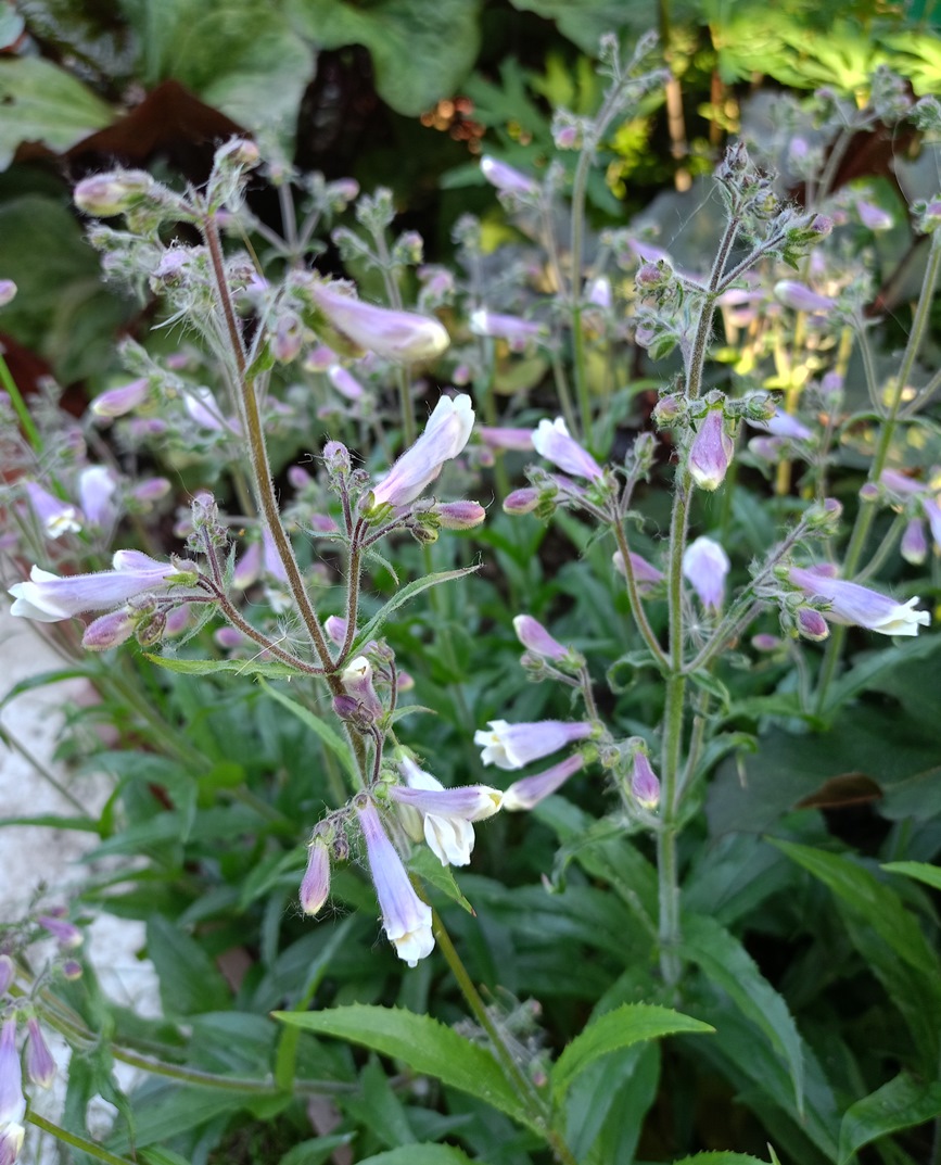 Image of Penstemon hirsutus specimen.