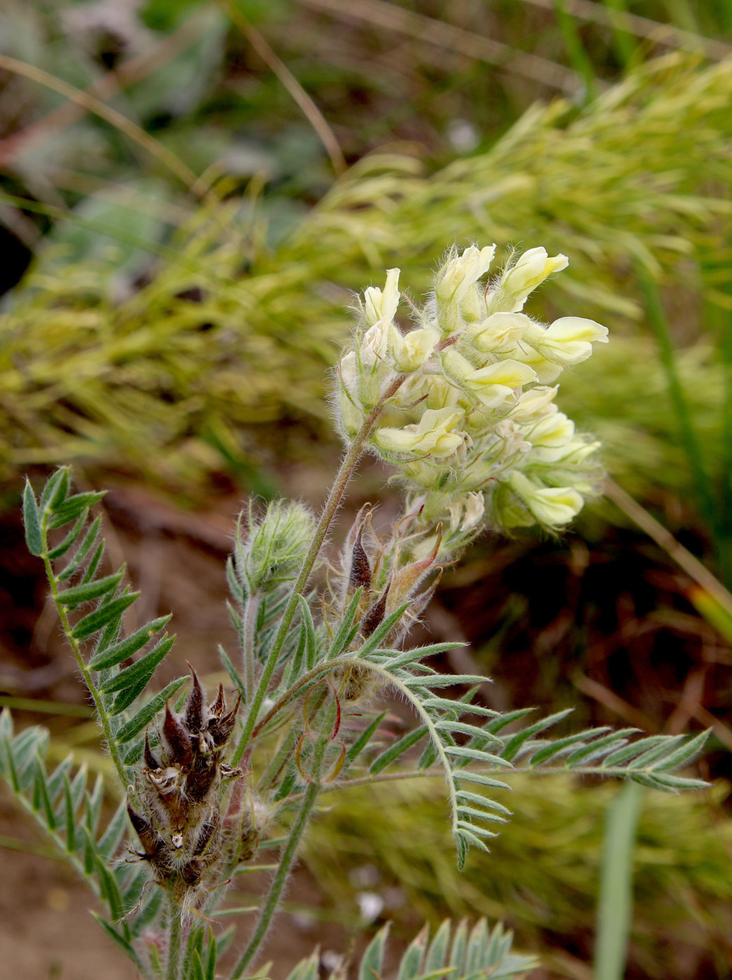Image of Oxytropis pilosa specimen.