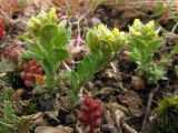 Alyssum turkestanicum variety desertorum. Цветущие и плодоносящие растения. Крым, Балаклава, приморские склоны. 11 апреля 2011 г.