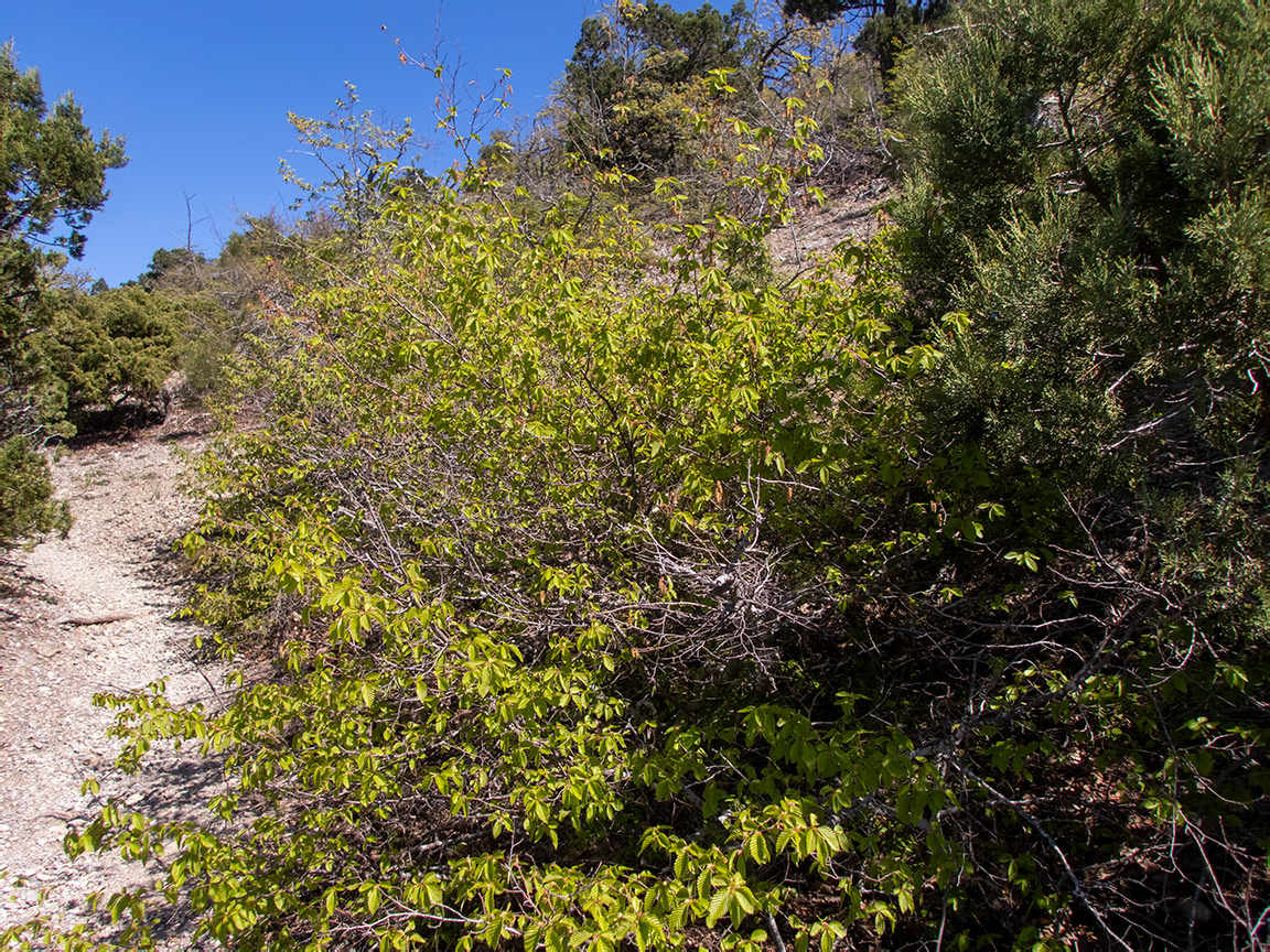 Изображение особи род Carpinus.