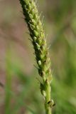 View full-size image Plantago major