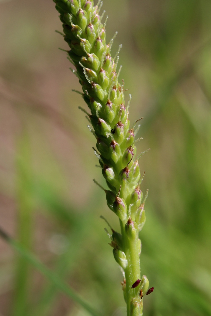 Image of Plantago major specimen.