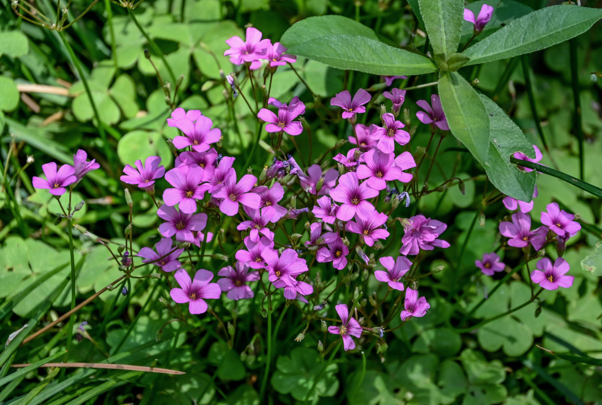 Изображение особи Oxalis articulata.