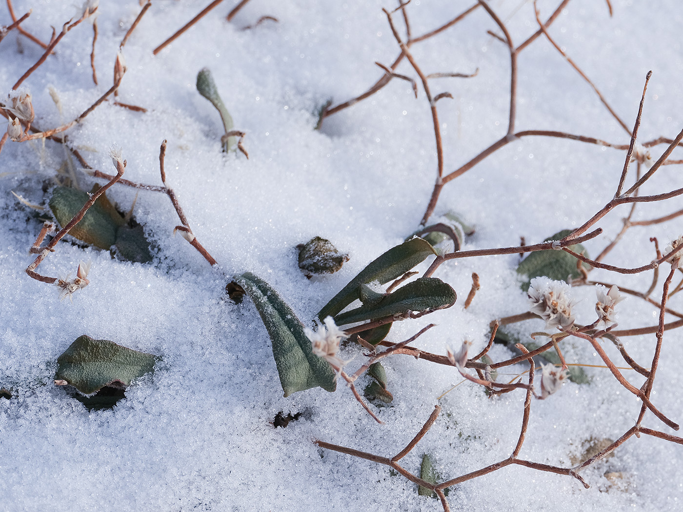 Image of Limonium michelsonii specimen.