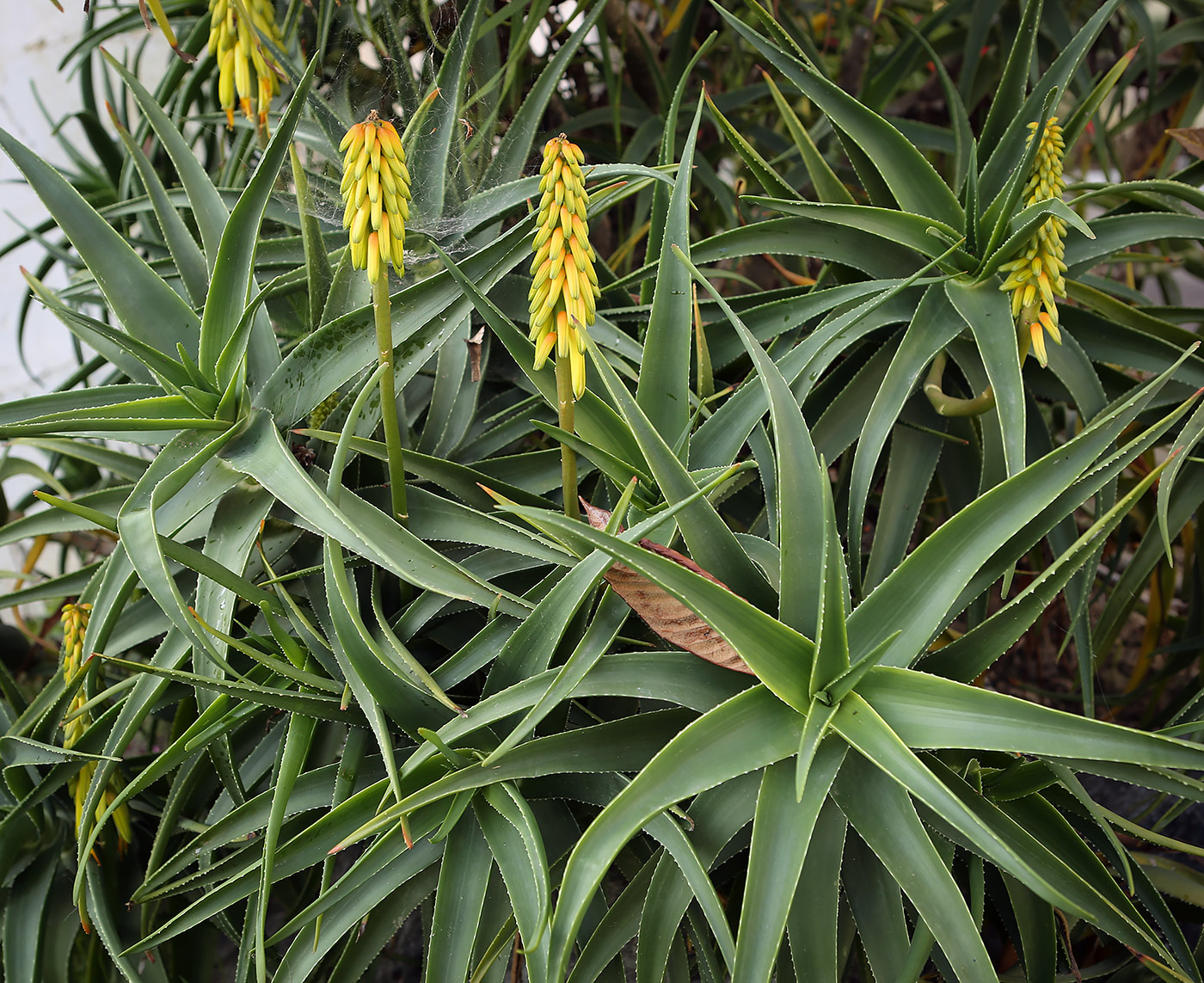 Image of Aloe striatula specimen.