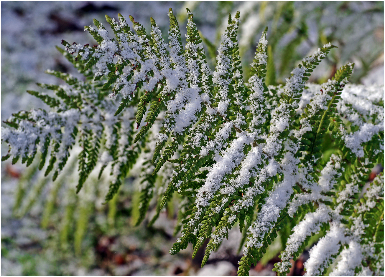 Изображение особи Matteuccia struthiopteris.