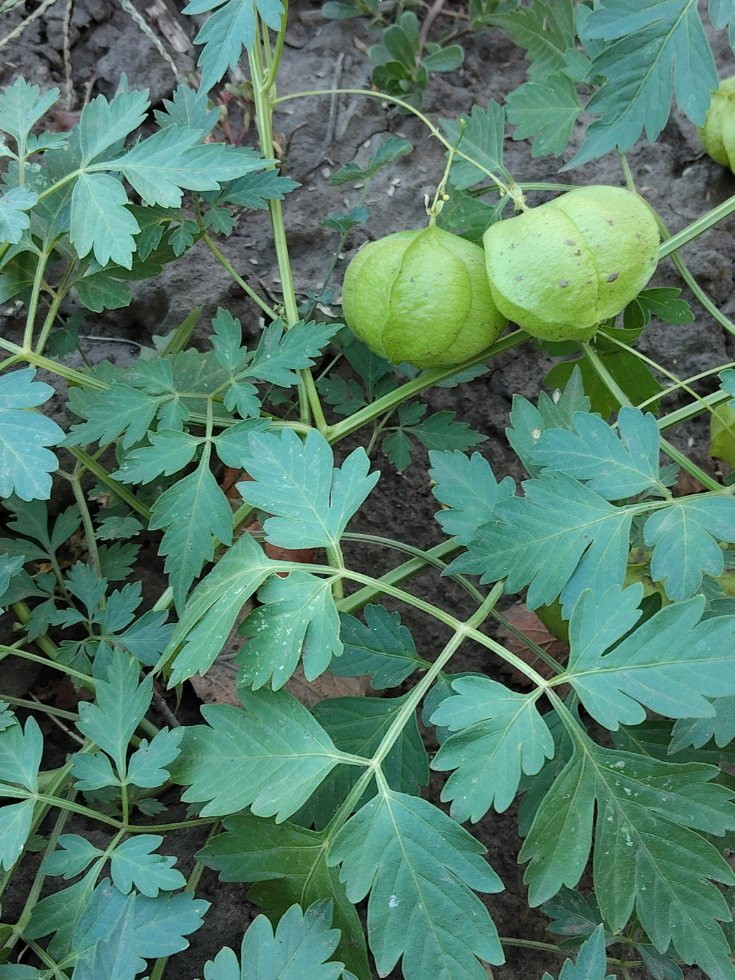 Изображение особи Cardiospermum halicacabum.