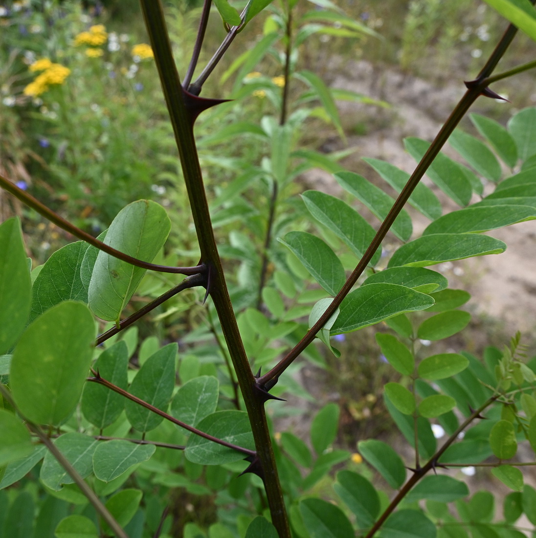 Изображение особи род Robinia.