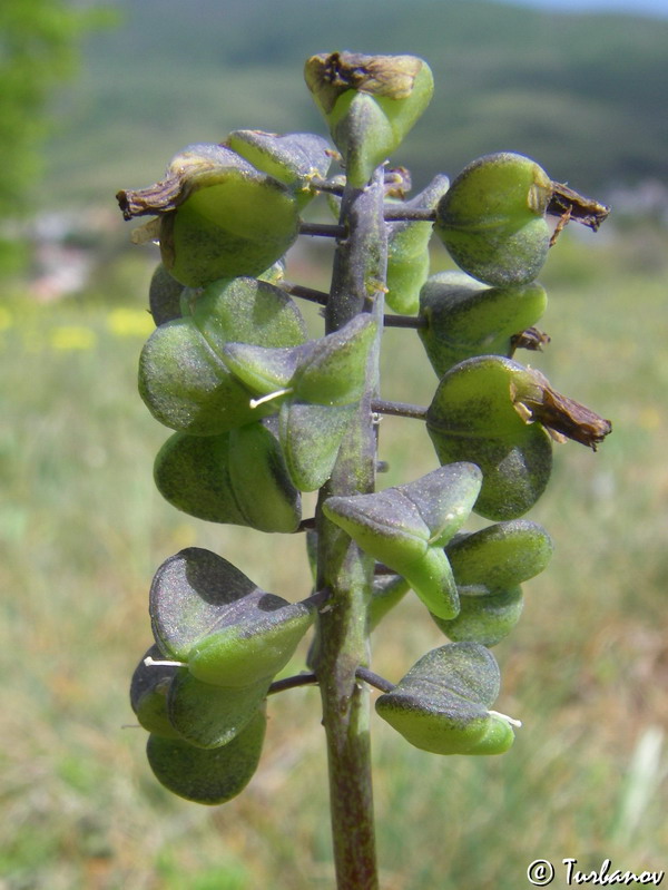 Image of Muscari neglectum specimen.