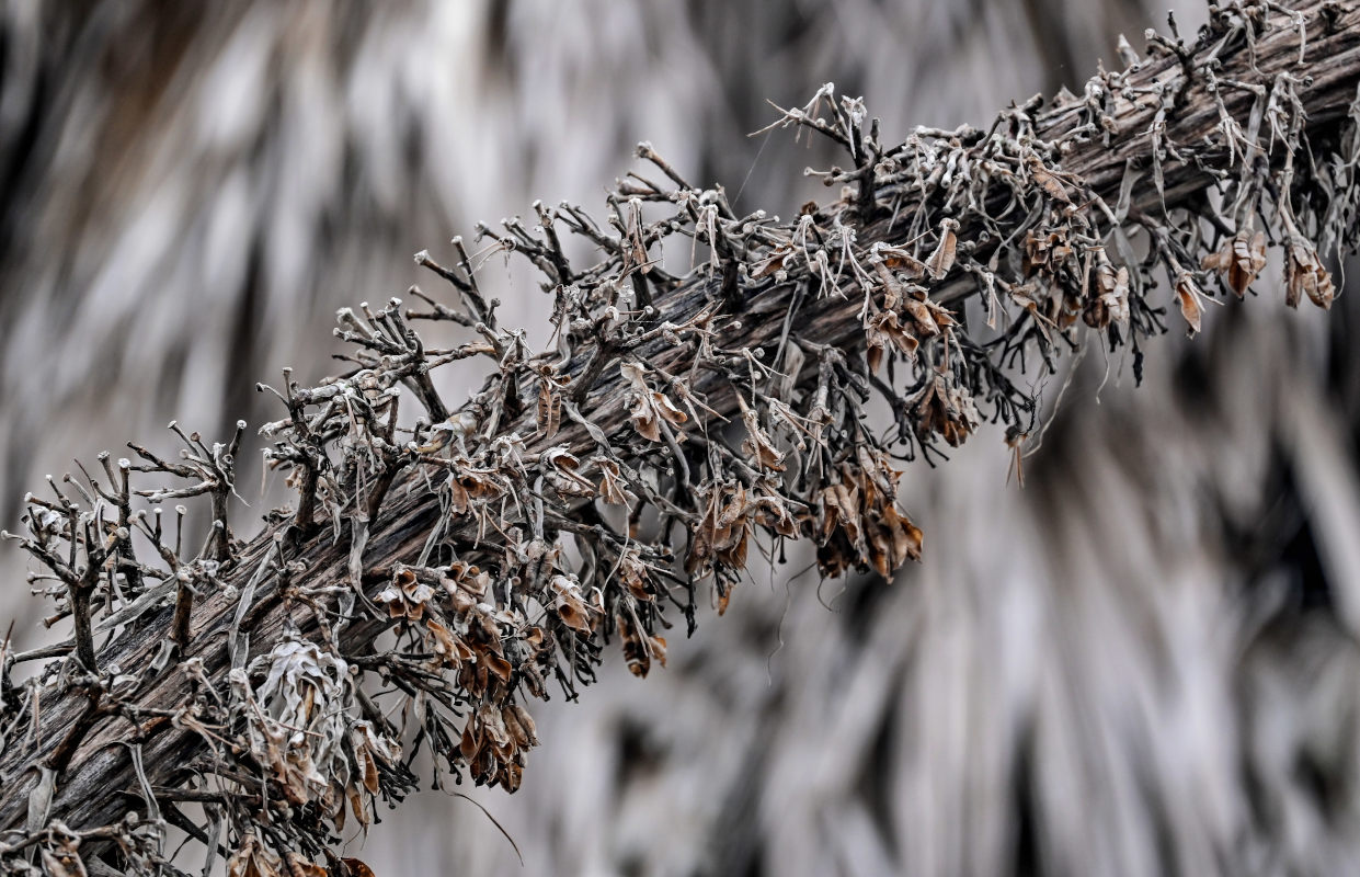 Изображение особи Agave attenuata.