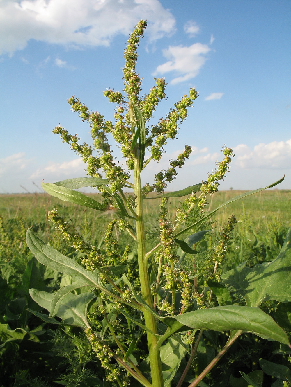 Изображение особи Spinacia turkestanica.