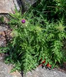 род Cirsium. Расцветающее растение. Китай, пров. Шэньси, национальный парк \"Хуашань\", ≈ 2000 м н.у.м., каменистый склон. 02.06.2025.