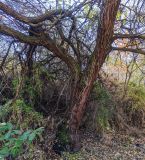 Elaeagnus angustifolia. Ствол и скелетные ветви. Волгоград, берег Волго-Донского канала, между шлюзами № 2 и № 3, на склоне рукотворного ручья. 03.11.2025.