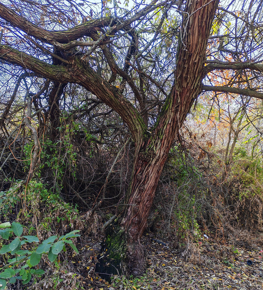 Изображение особи Elaeagnus angustifolia.