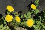genus Taraxacum