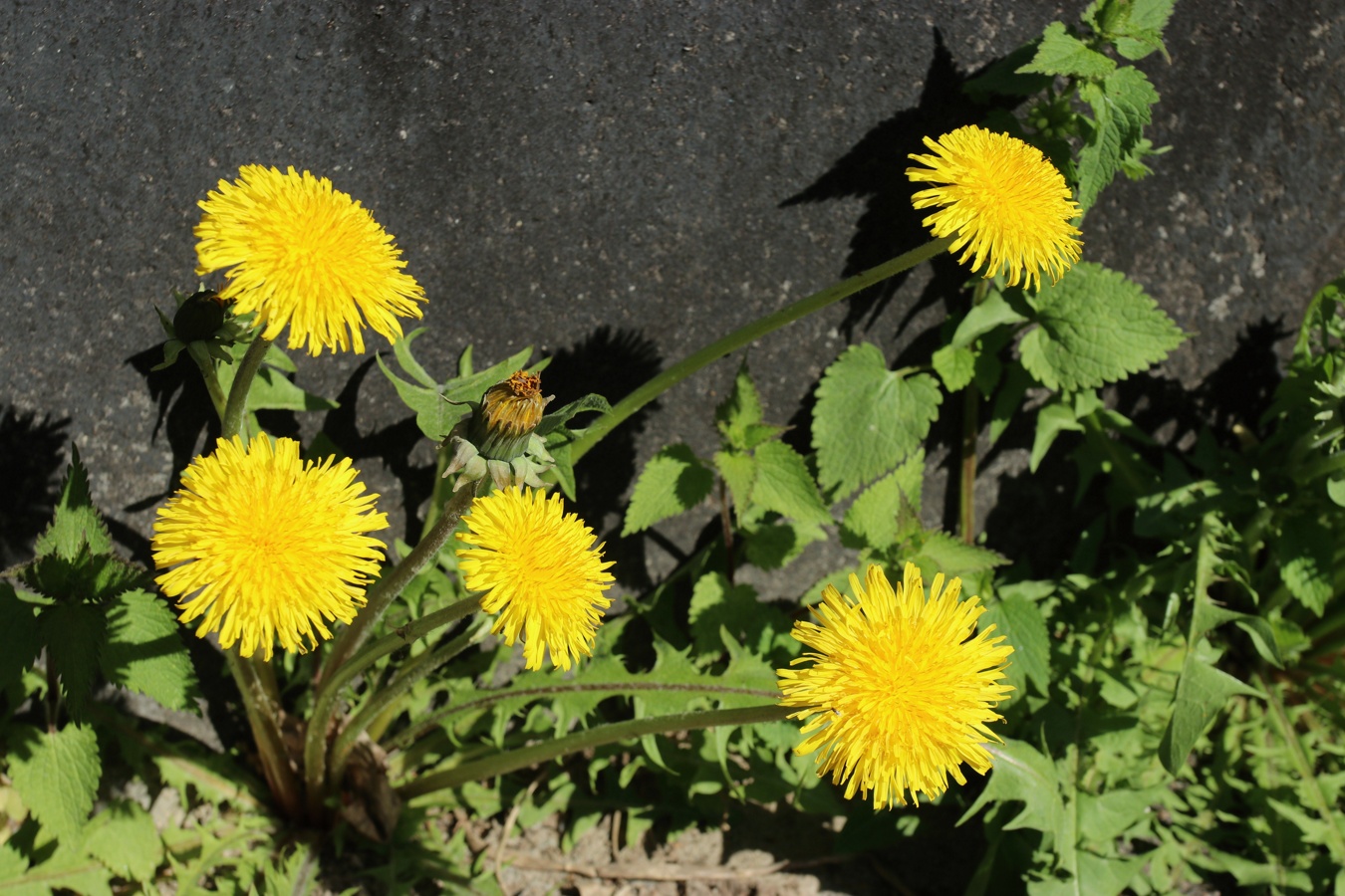 Image of genus Taraxacum specimen.