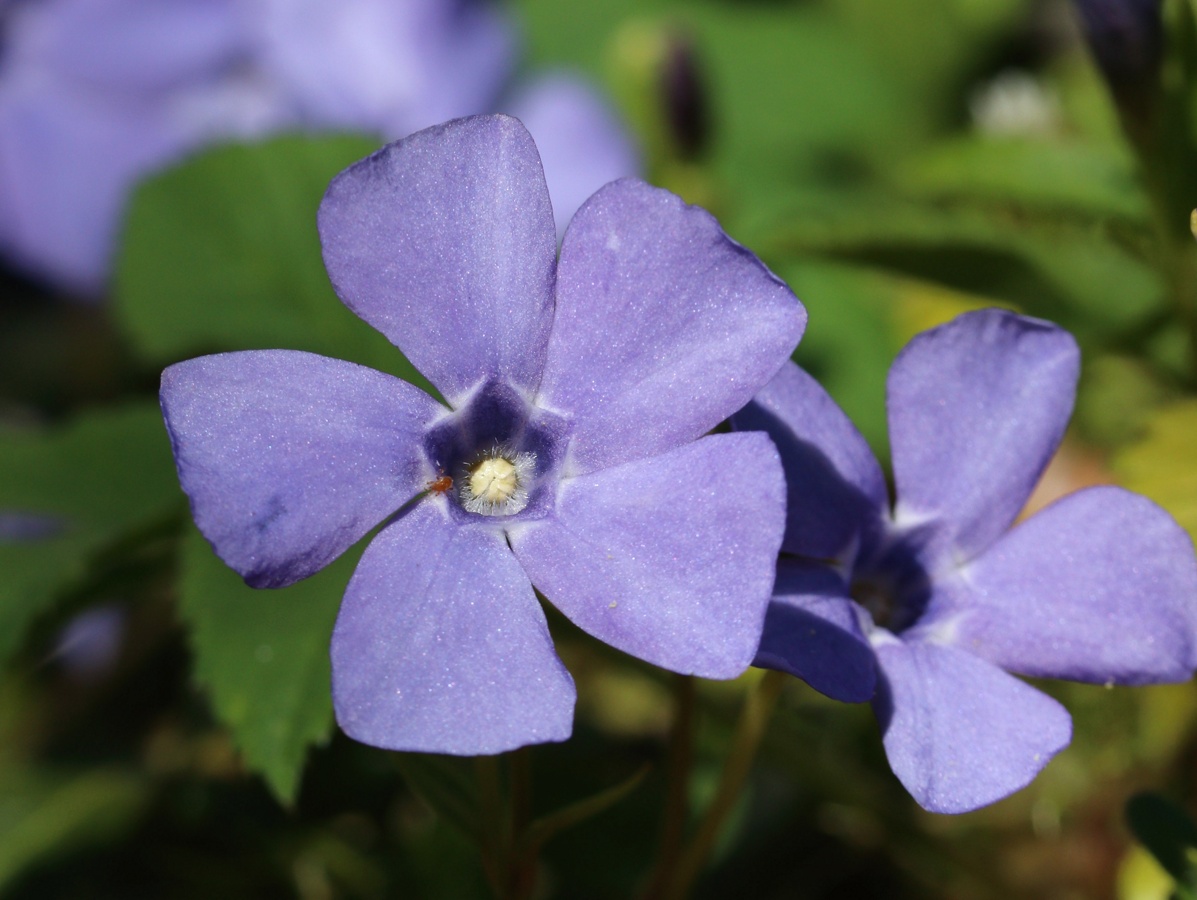 Image of Vinca minor specimen.