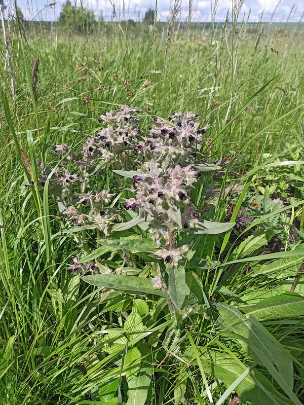 Image of Nonea pulla specimen.