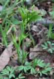Mercurialis perennis. Цветущее растение. Московская область, Боровский курган. 01.05.2011.