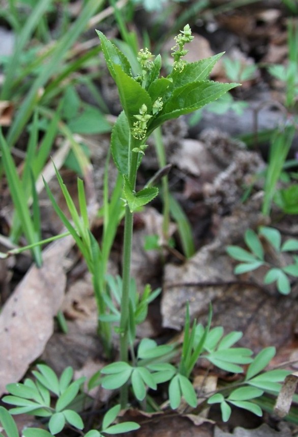Изображение особи Mercurialis perennis.