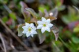 Trientalis arctica. Цветки. Приморский край, Чугуевский р-н, гора Голая, 1500 м., горная тундра. 12.06.2026.
