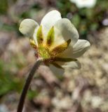 Dryas ajanensis. Цветок (вид со стороны чашечки). Хабаровский край, р-н имени Лазо, массив горы Ко, гора Столовая, выс. ≈ 1800 м н.у.м., горная тундра. 22.06.2026.