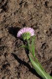 Erigeron glaucus