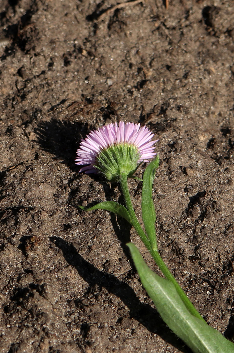 Изображение особи Erigeron glaucus.