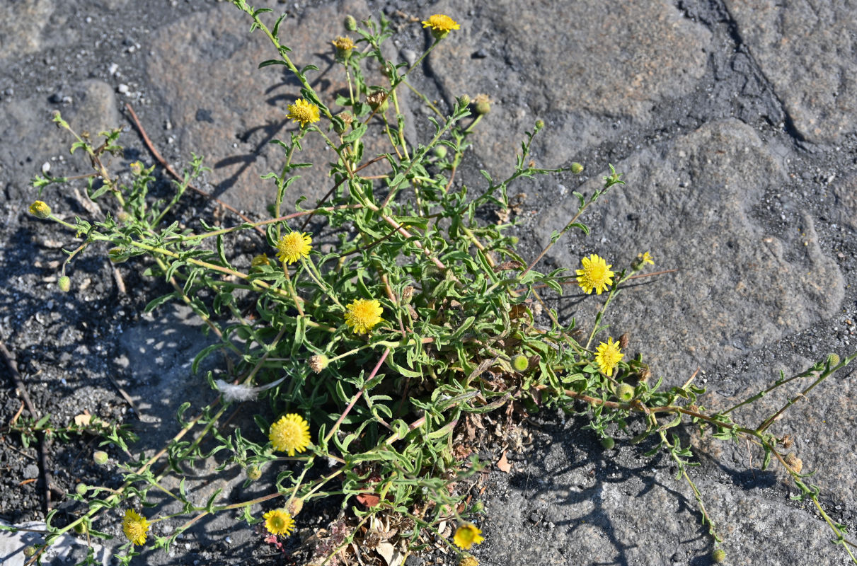 Image of Pulicaria paludosa specimen.