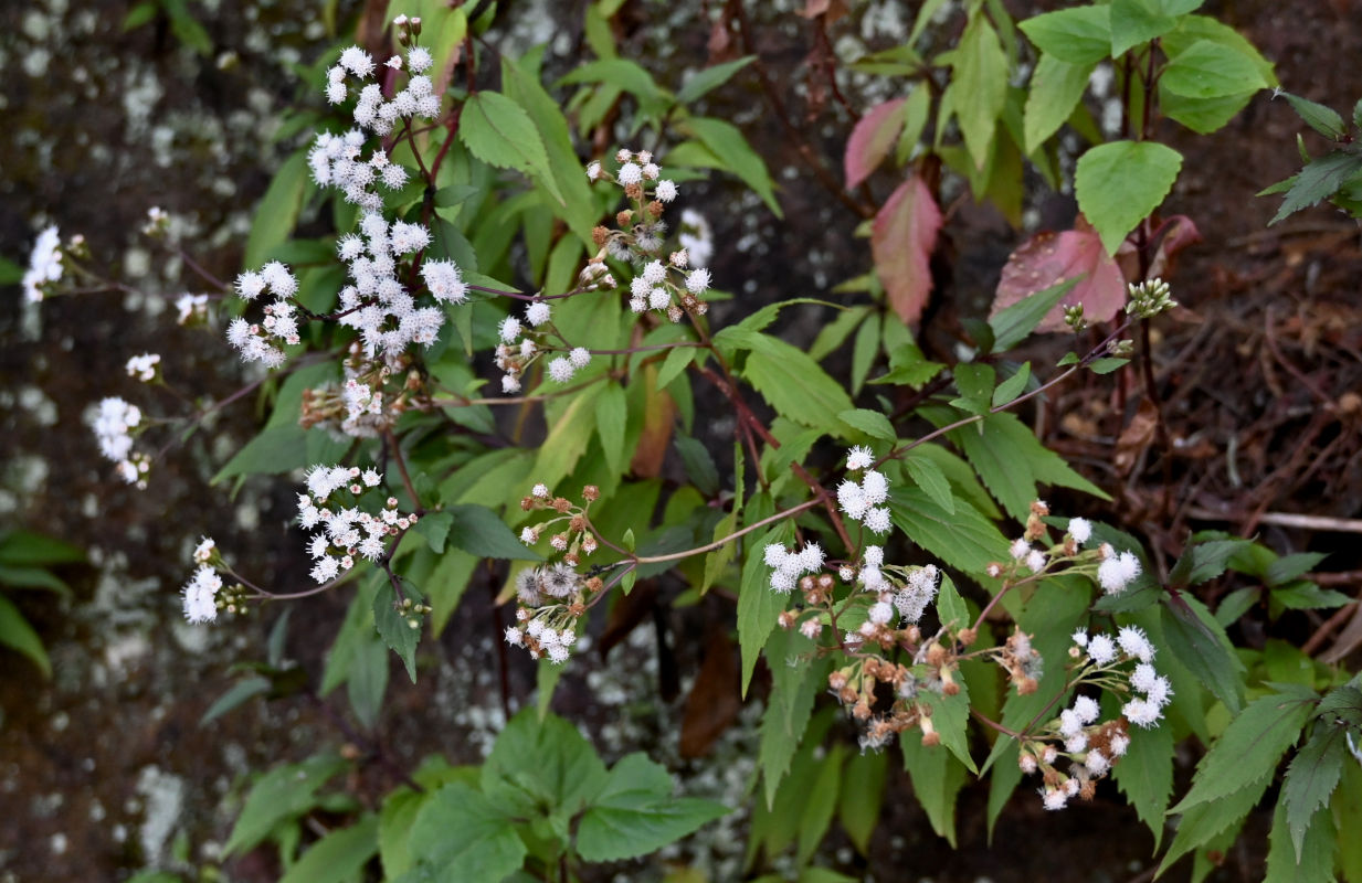Изображение особи Ageratina adenophora.