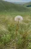 род Tragopogon
