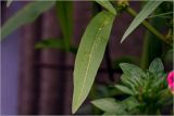 genus Rumex