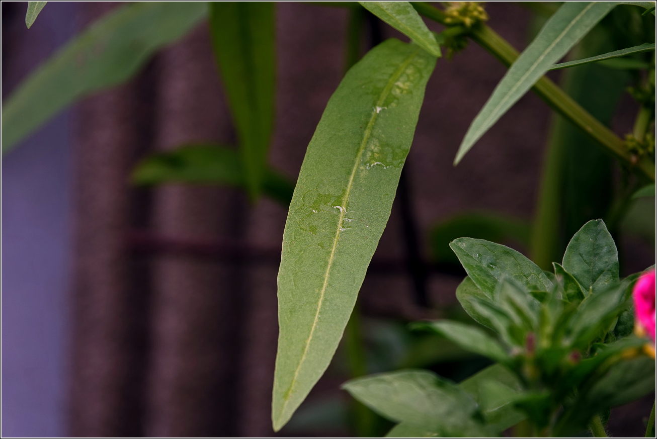 Image of Rumex maritimus specimen.