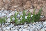 Convolvulus arvensis. Вегетирующее растение. Татарстан, окр. с. Камское Устье, берег р. Волга, галечный пляж у подножия обрывистого берега. 05.06.2026.