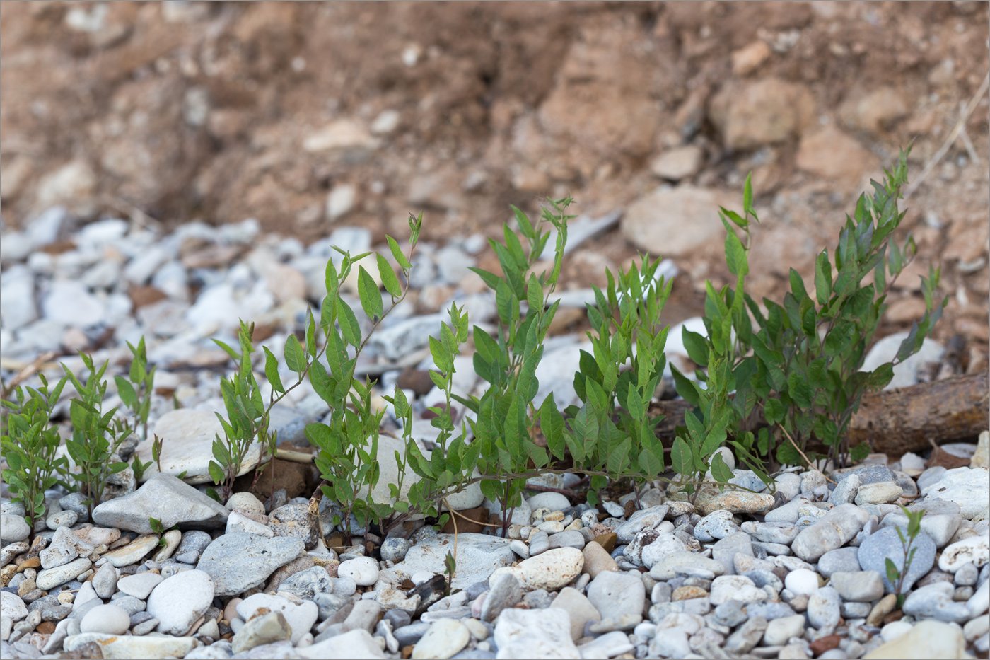 Image of Convolvulus arvensis specimen.