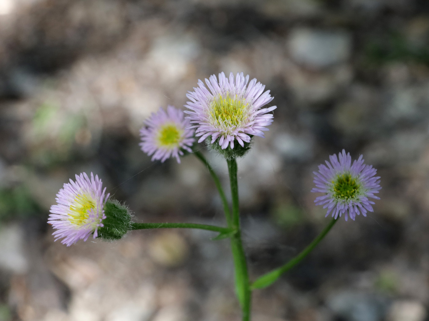 Image of genus Erigeron specimen.