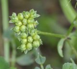 Valerianella pumila