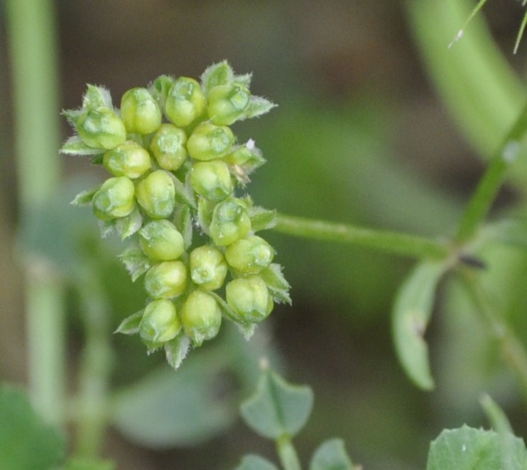 Image of Valerianella pumila specimen.