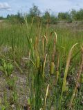 Typha laxmannii. Верхушки плодоносящих растений. Хабаровский край, г. Комсомольск-на-Амуре, заболоченное место у дороги. 01.07.2026.