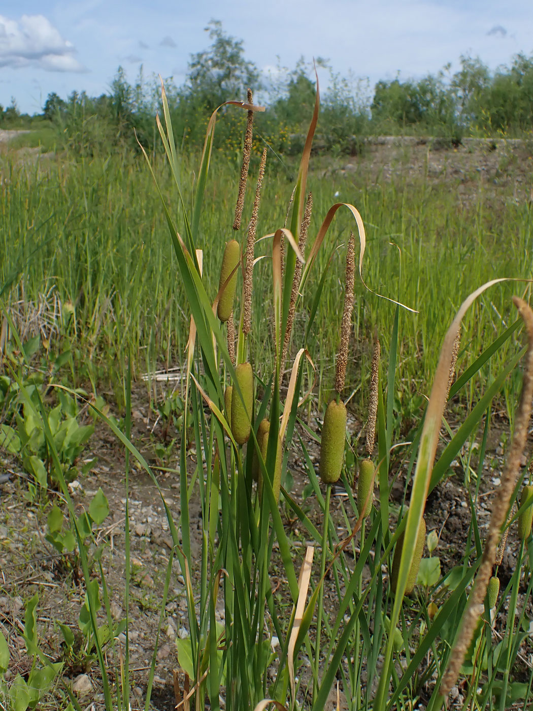 Изображение особи Typha laxmannii.