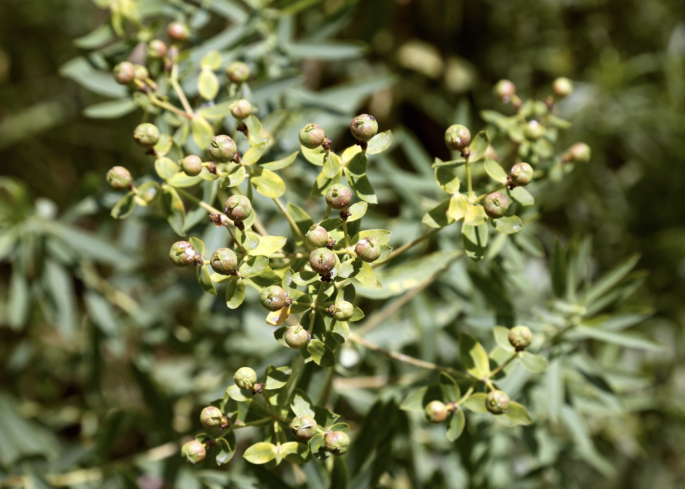 Изображение особи Euphorbia lamprocarpa.
