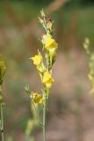 Linaria genistifolia. Ветвь с цветками и бутонами. Ульяновская обл., Мелекесский р-н, окр. с. Лебяжье, сосновый бор на дюнах, вырубка под ЛЭП. 09.07.2024.