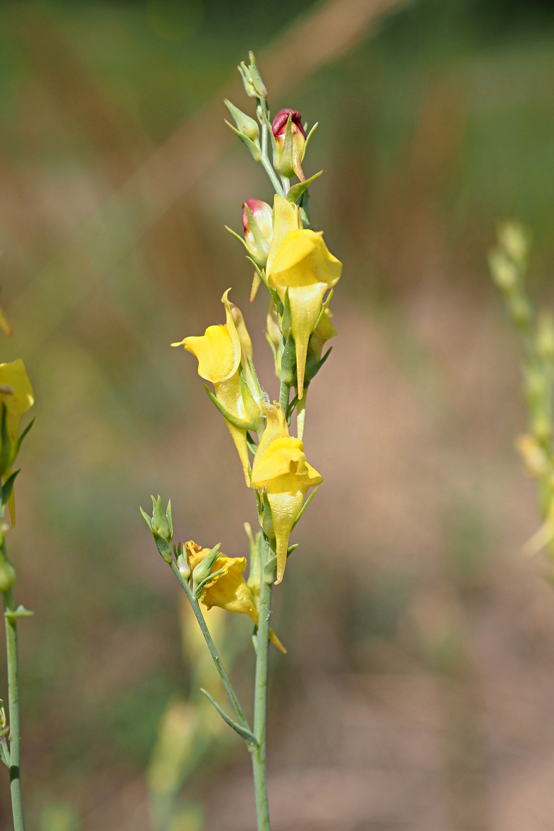 Image of Linaria genistifolia specimen.