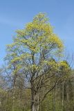 Acer platanoides. Крона цветущего дерева. Санкт-Петербург, Дудергофские высоты. 15.05.2011.