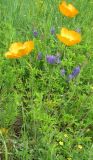 Papaver rubro-aurantiacum