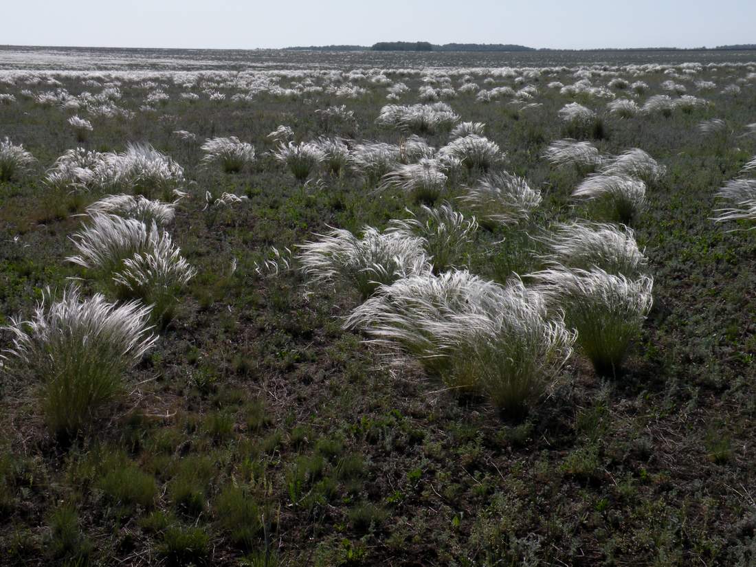 Изображение особи Stipa zalesskii.