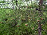 Pinus friesiana. Ветви с микростробилами и старыми вызревшими шишками. Мурманская обл., окрестности пгт Росляково, сосновый колок на берегу губы Грязная. 11.06.2011.