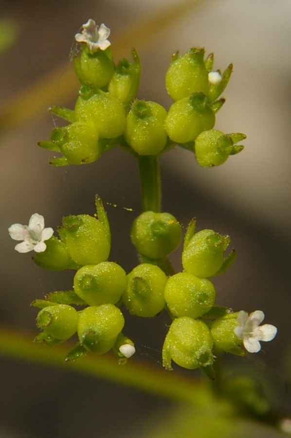 Изображение особи Valerianella rimosa.