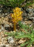 Orobanche gigantea